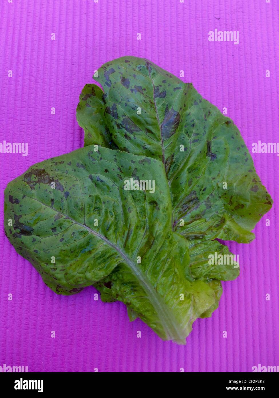 Leaves of romaine lettuce 'trout closure' (Lactuca sativa) Stock Photo