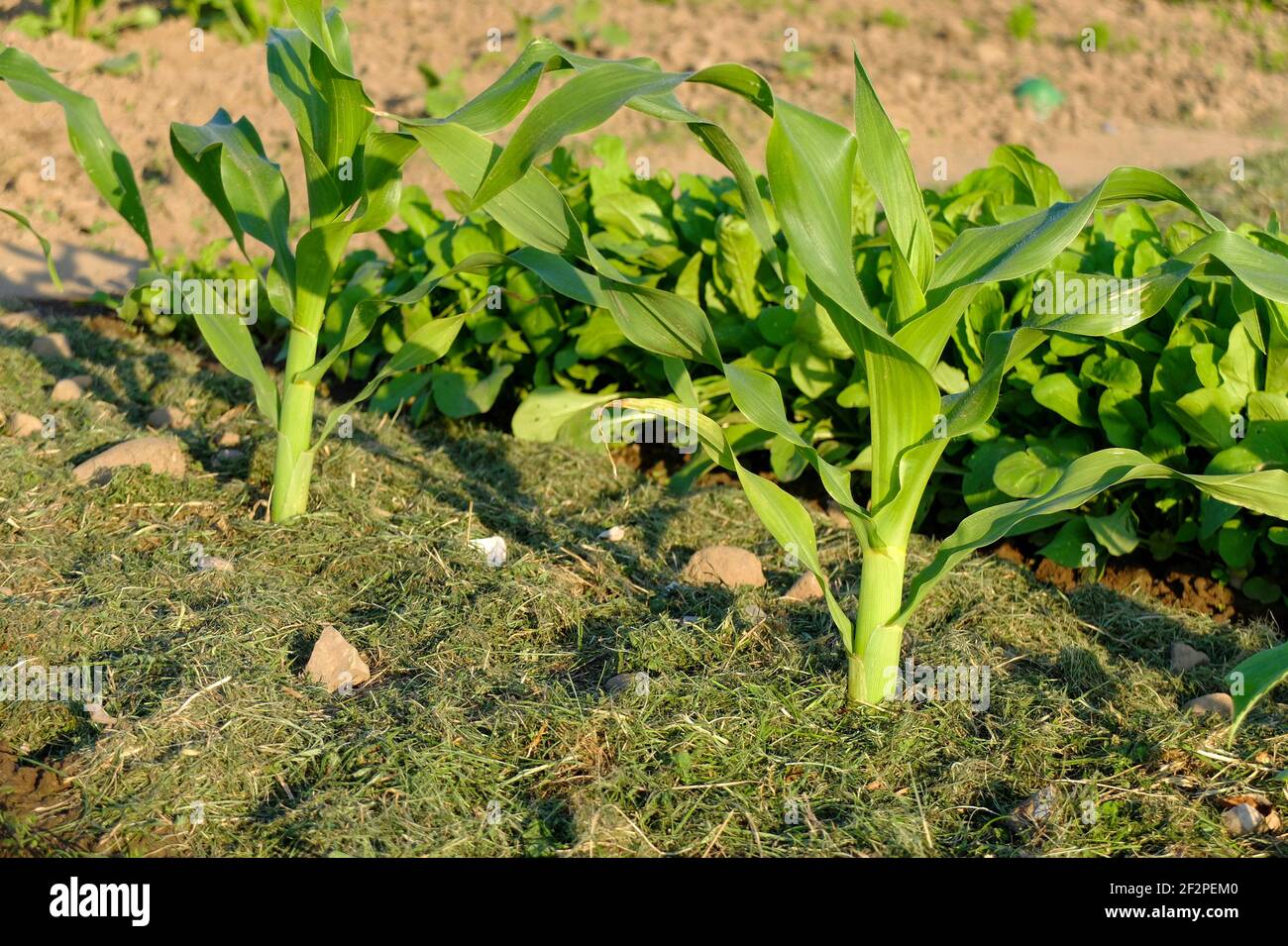 Sweet corn 'Sextet' (Zea mays Saccharata group), mulch layer from lawn clippings Stock Photo