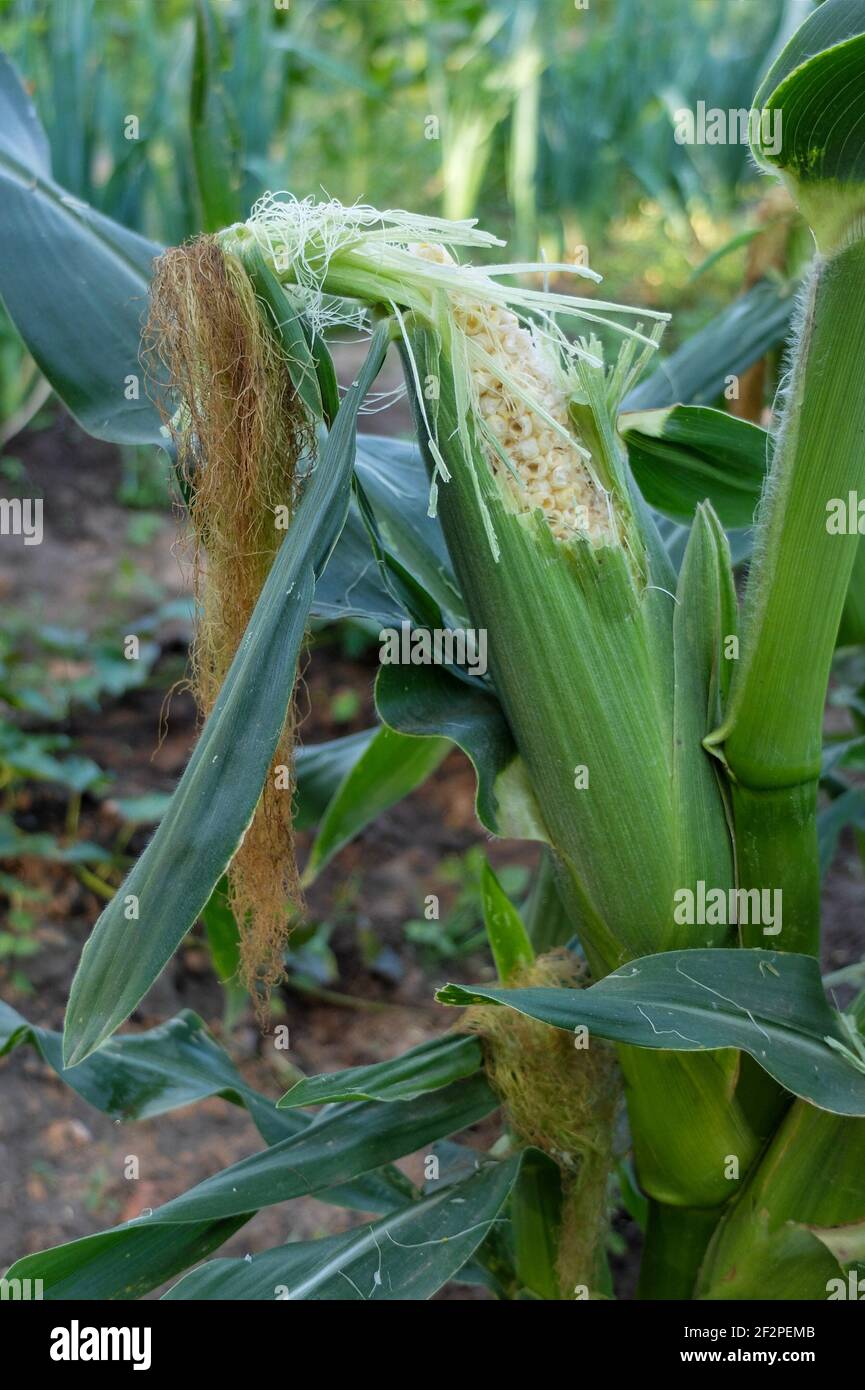 Sweet corn 'Sextet' (Zea mays Saccharata group), damage pattern, the cobs are very popular with various bird species Stock Photo