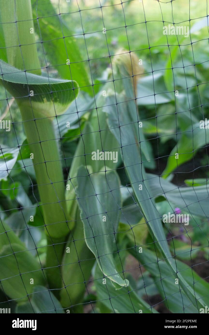 Sweet corn 'Sextet' (Zea mays Saccharata group), protect the cob with a net from bird damage Stock Photo