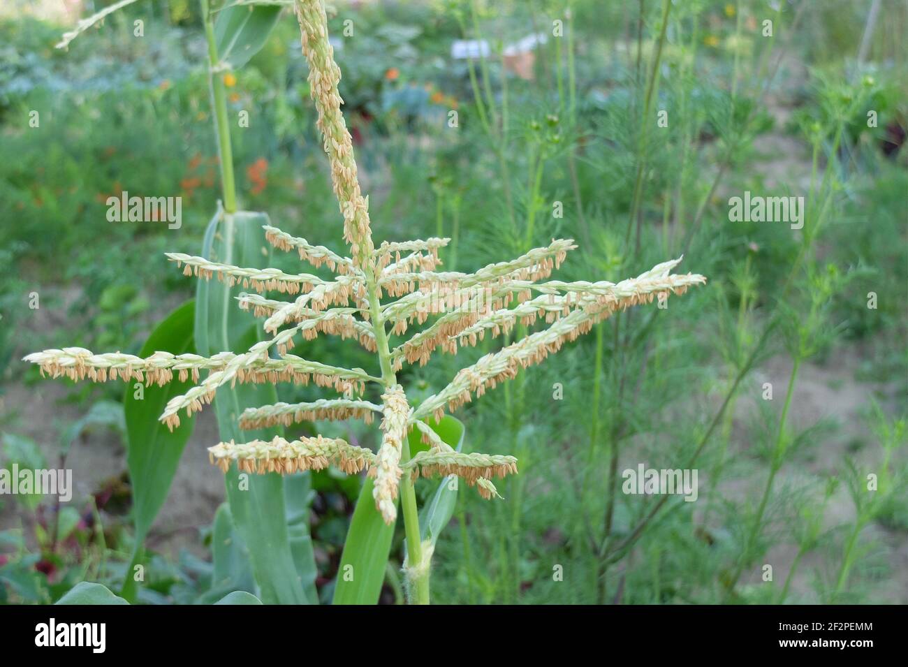 Sweet corn 'Sextet' (Zea mays saccharata group), male flower Stock Photo