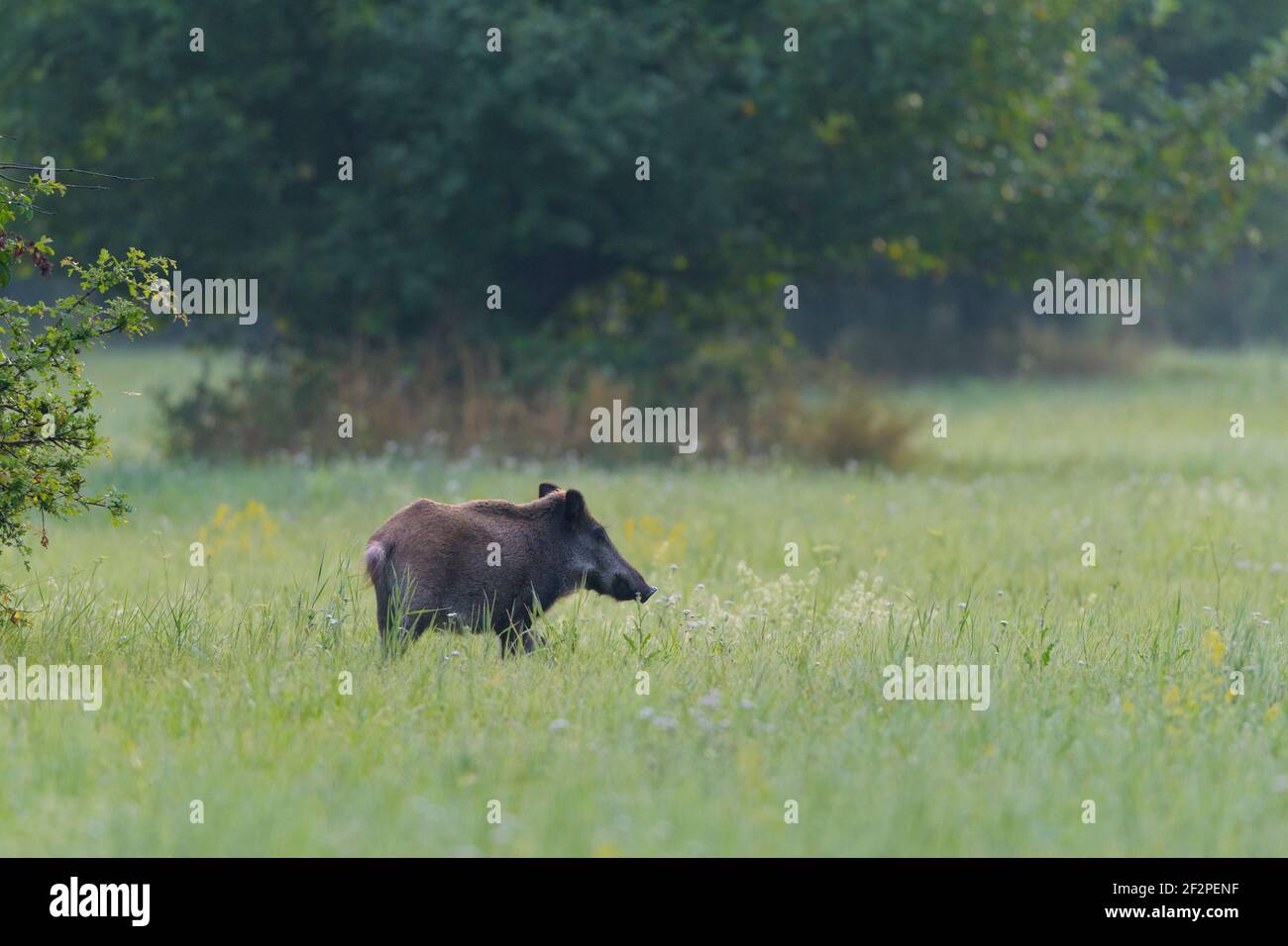 Wild boar in a meadow, summer, Hessen, Germany Stock Photo