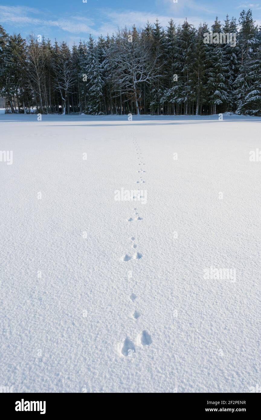 Rabbit trail in the snow, January, Odenwald, Hesse, Germany Stock Photo