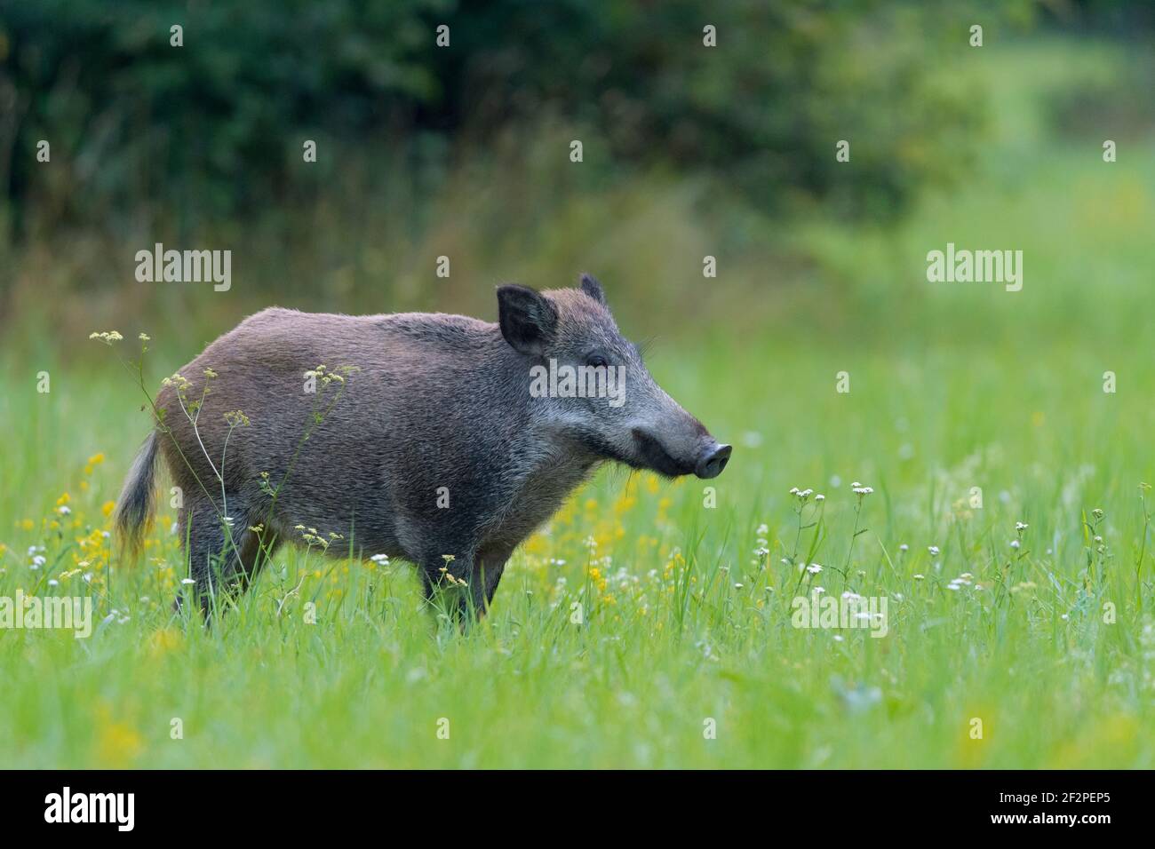 Wild boar in a meadow, summer, Hessen, Germany Stock Photo