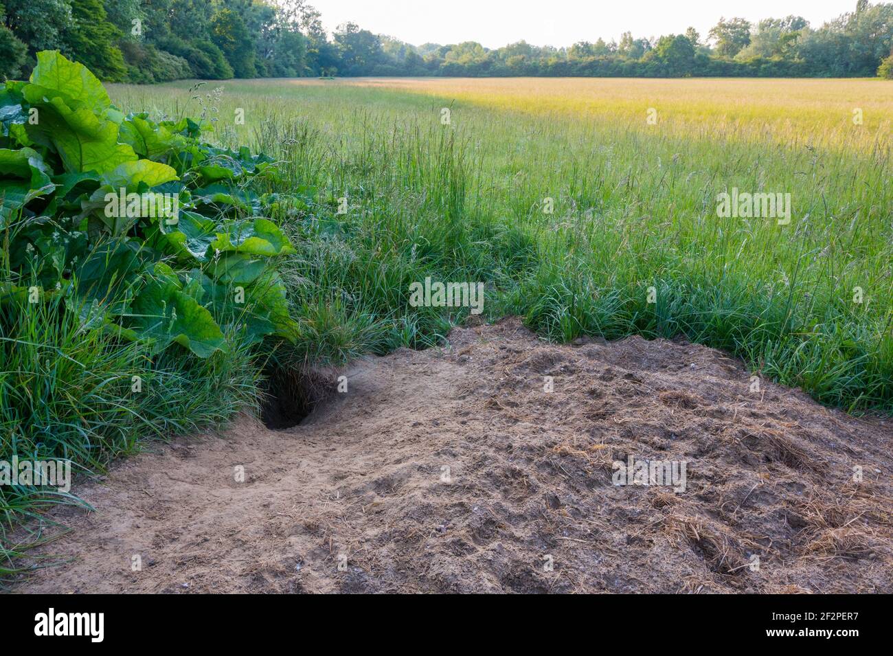 Burrow in a meadow, May, Hesse, Germany Stock Photo