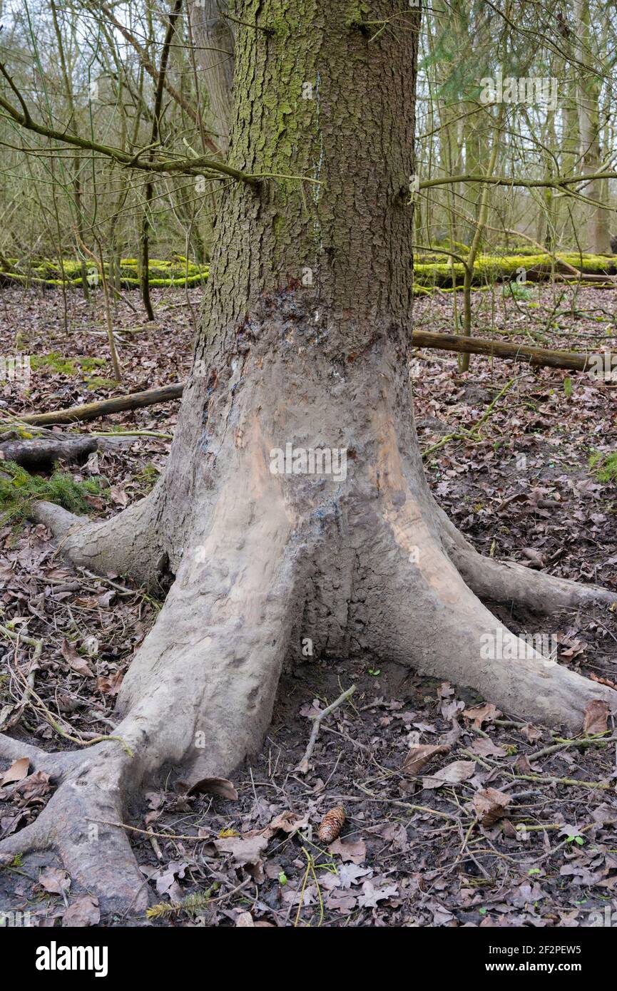 Malbaum, tree that wild boars scrape and scrape on after a mud bath ...