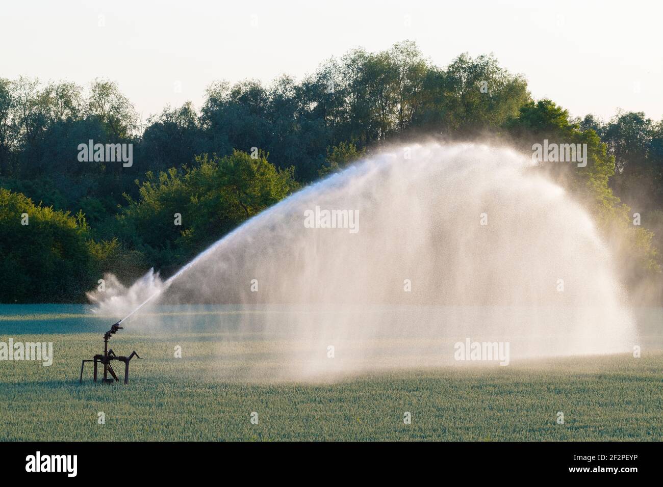 Irrigation system on a grain field, June, Hesse, Germany Stock Photo