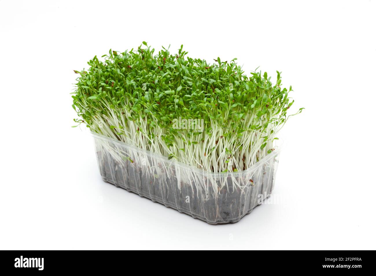 green garden cress isolated against white background Stock Photo