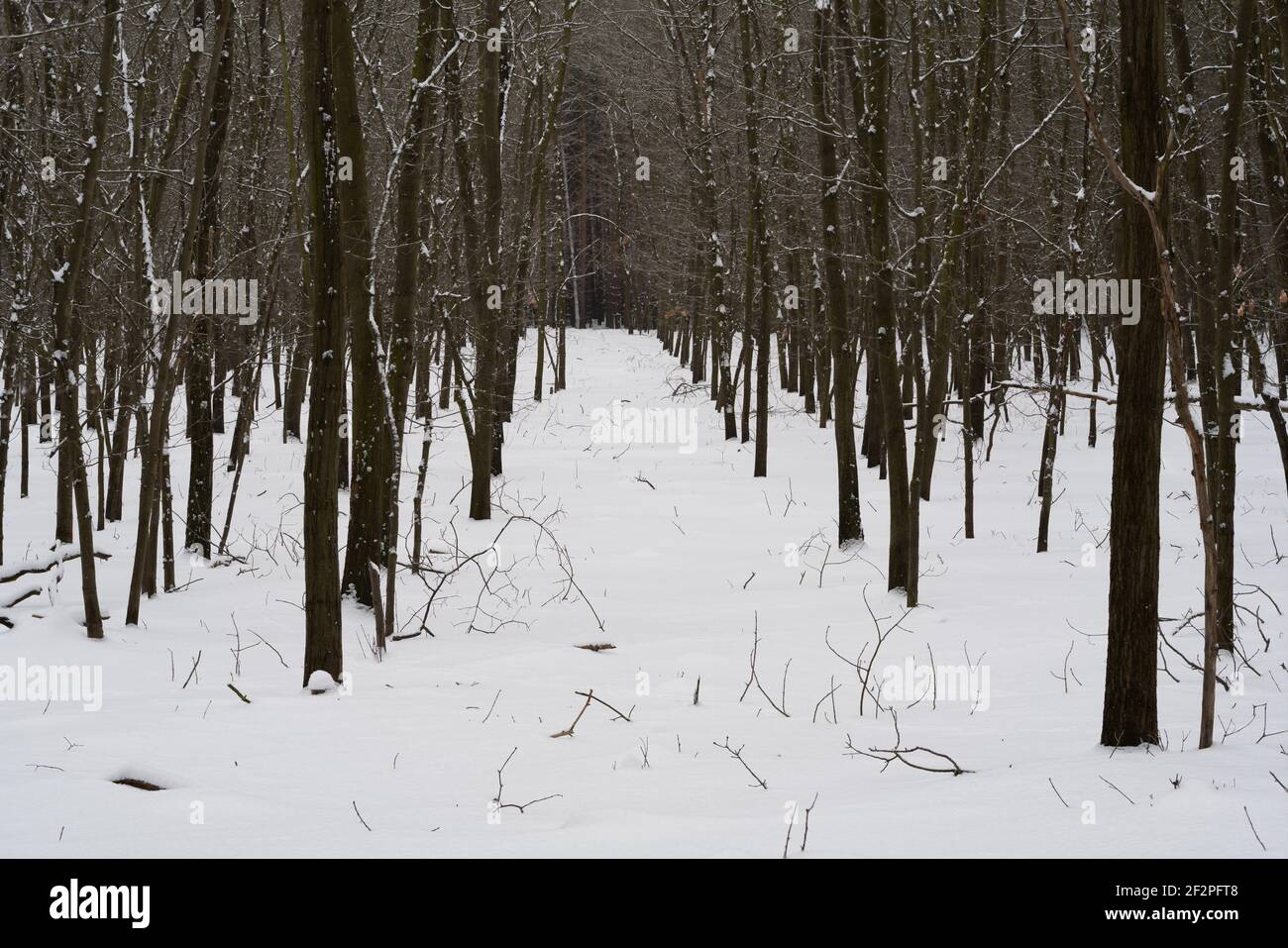 Forest trail in Germany in winter with a lot of snow, untouched snow, no traces of people Stock Photo