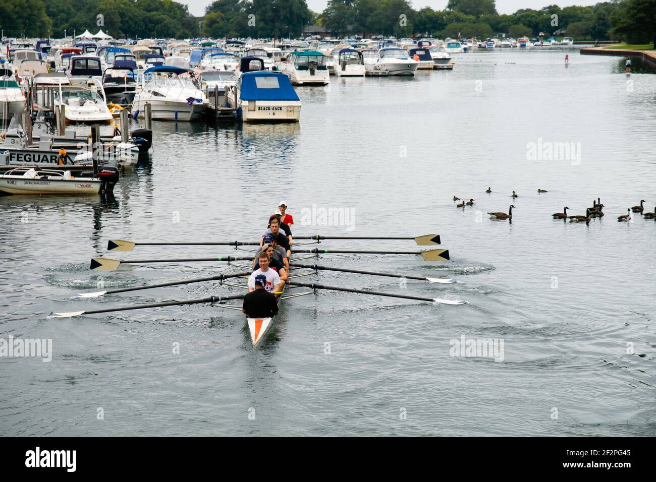 Rowing crew, Diversey Harbor, Chicago, Illinois Stock Photo Alamy