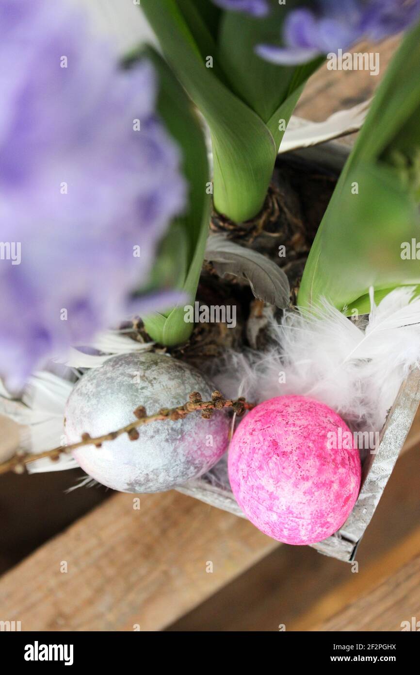 blue-purple hyancinths in a pot with Easter eggs Stock Photo