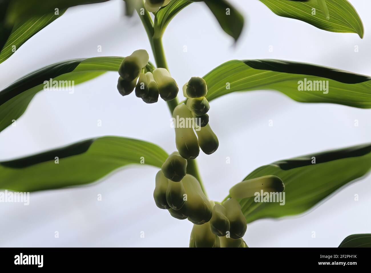 Bottom view of looking up at solomons seal flower buds Stock Photo