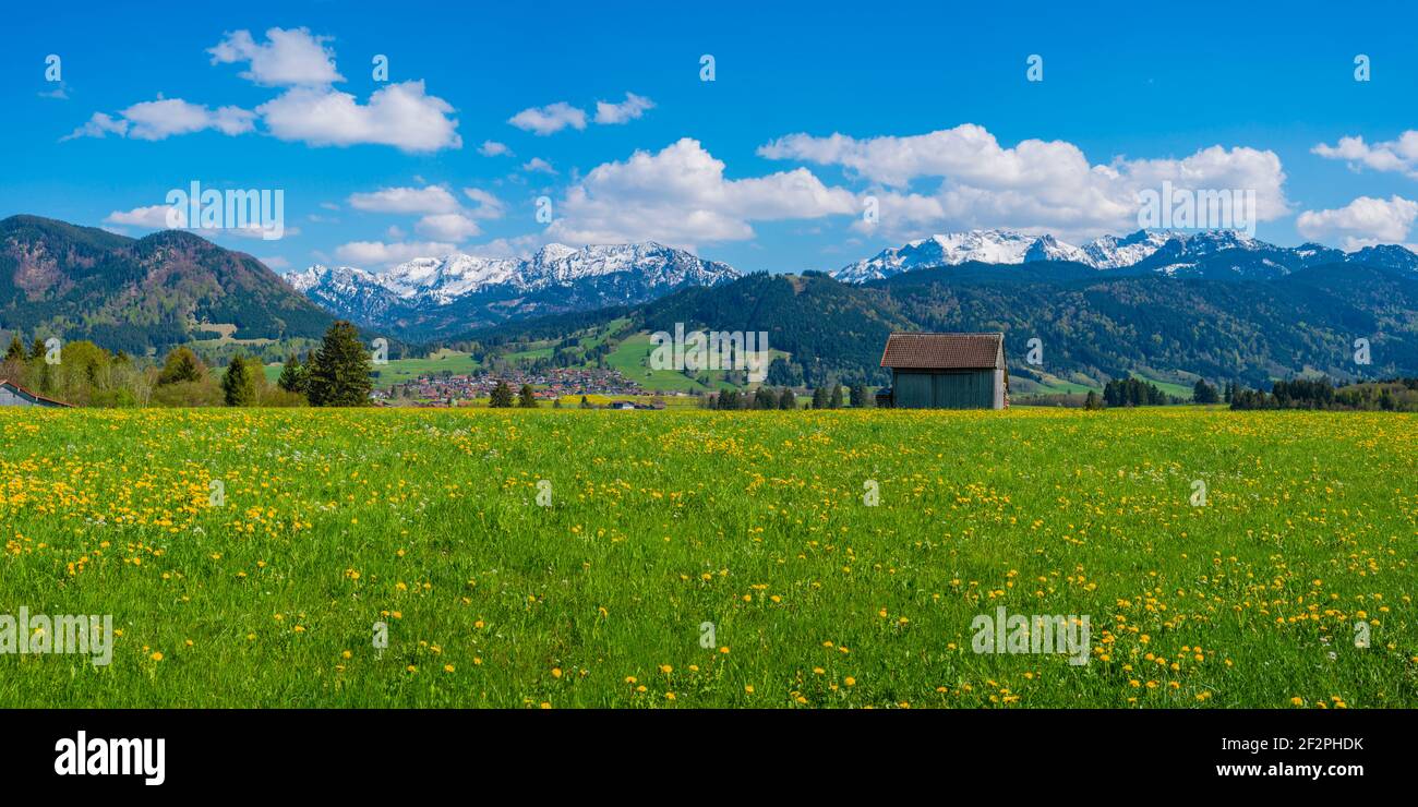 Blooming dandelion meadow (Taraxacum), natural landscape near Füssen, Ostallgäu, Bavaria, Germany, Europe Stock Photo