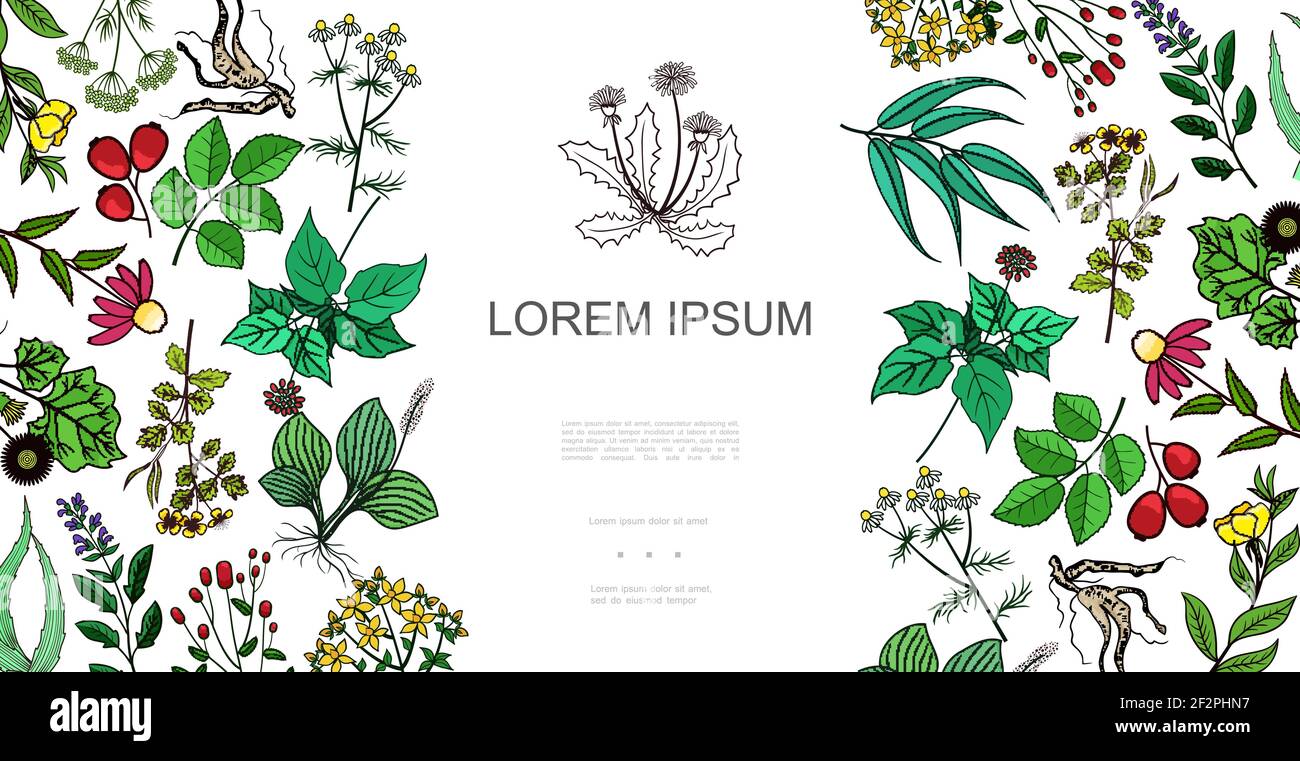 Colorful healthy plants background with drug and medicinal herbs in ...