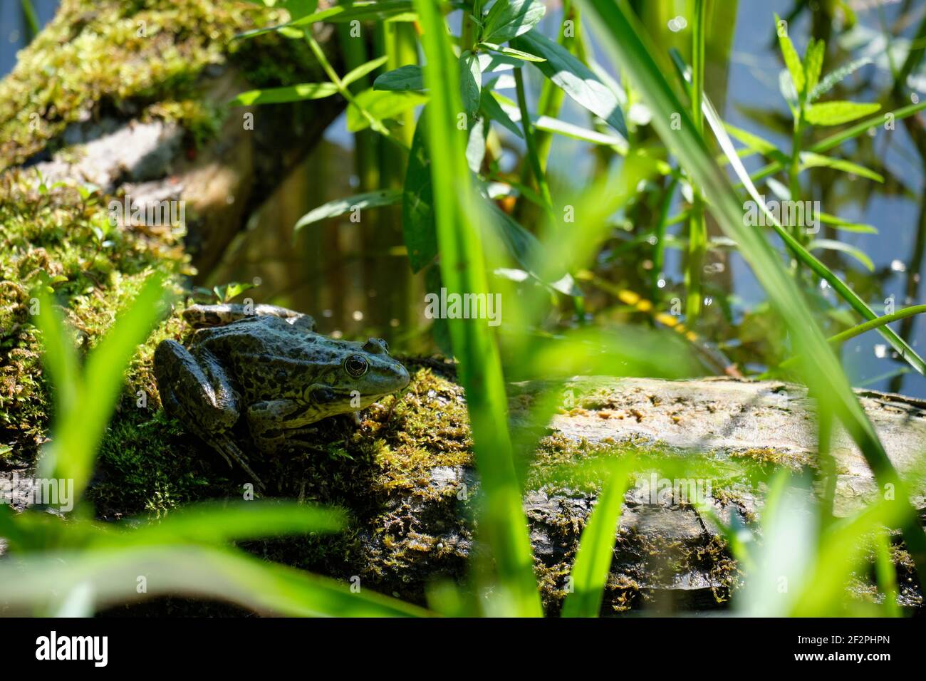 Pond frog, Pelophylax esculentus, Rana esculenta, water frog Stock Photo