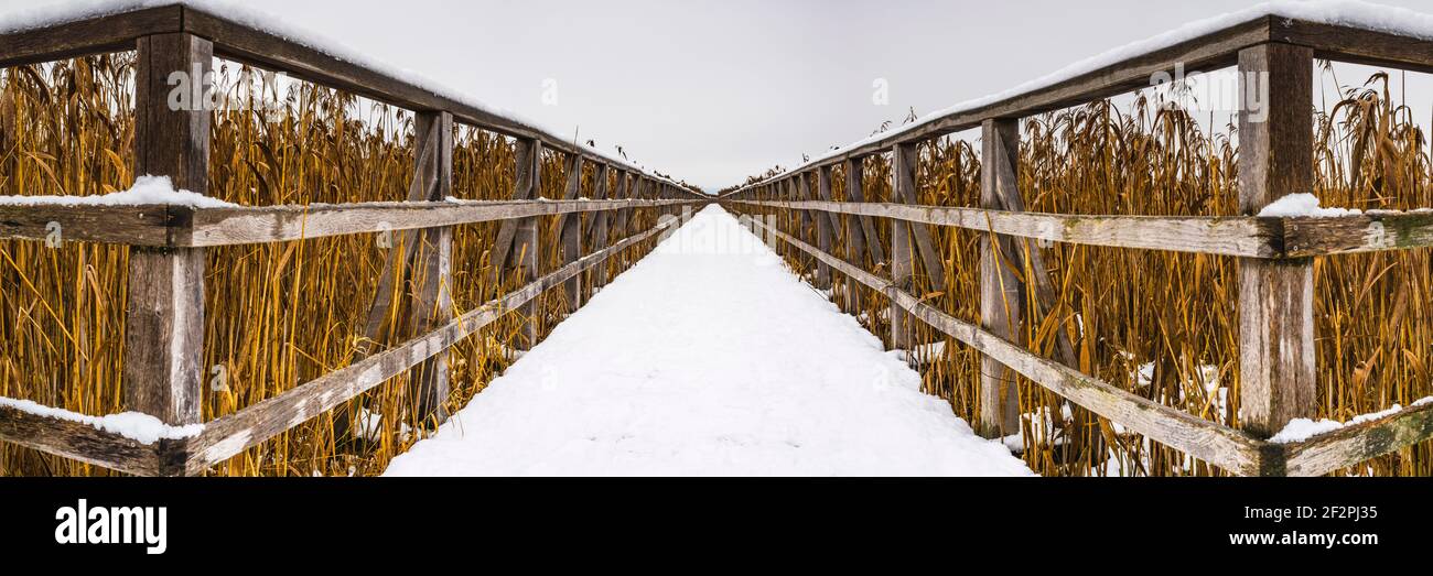 Wooden footbridge, Federsee nature reserve, Bad Buchau, Biberach district, Upper Swabia, Baden-Wuerttemberg, Germany, Europe Stock Photo