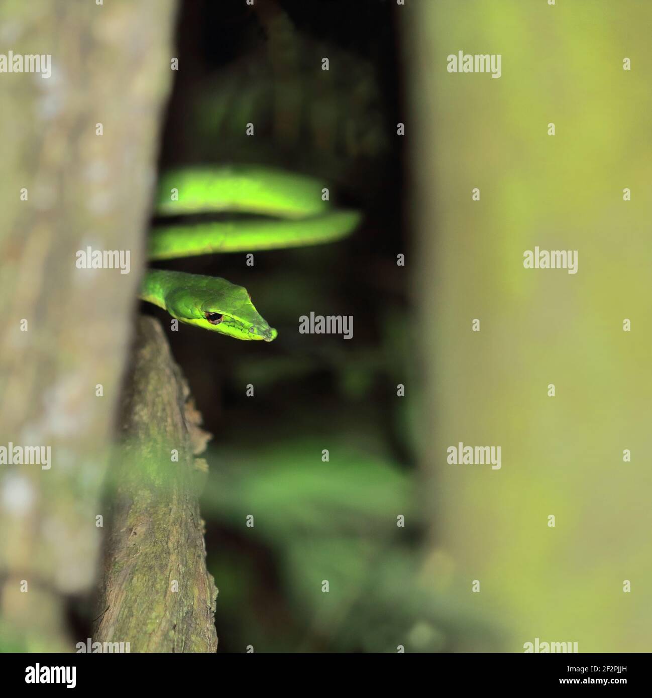 close up view of beautiful but venomous long nosed whip snake or sri lankan green vine snake (ahaetulla nasuta), tropical rainforest in india Stock Photo