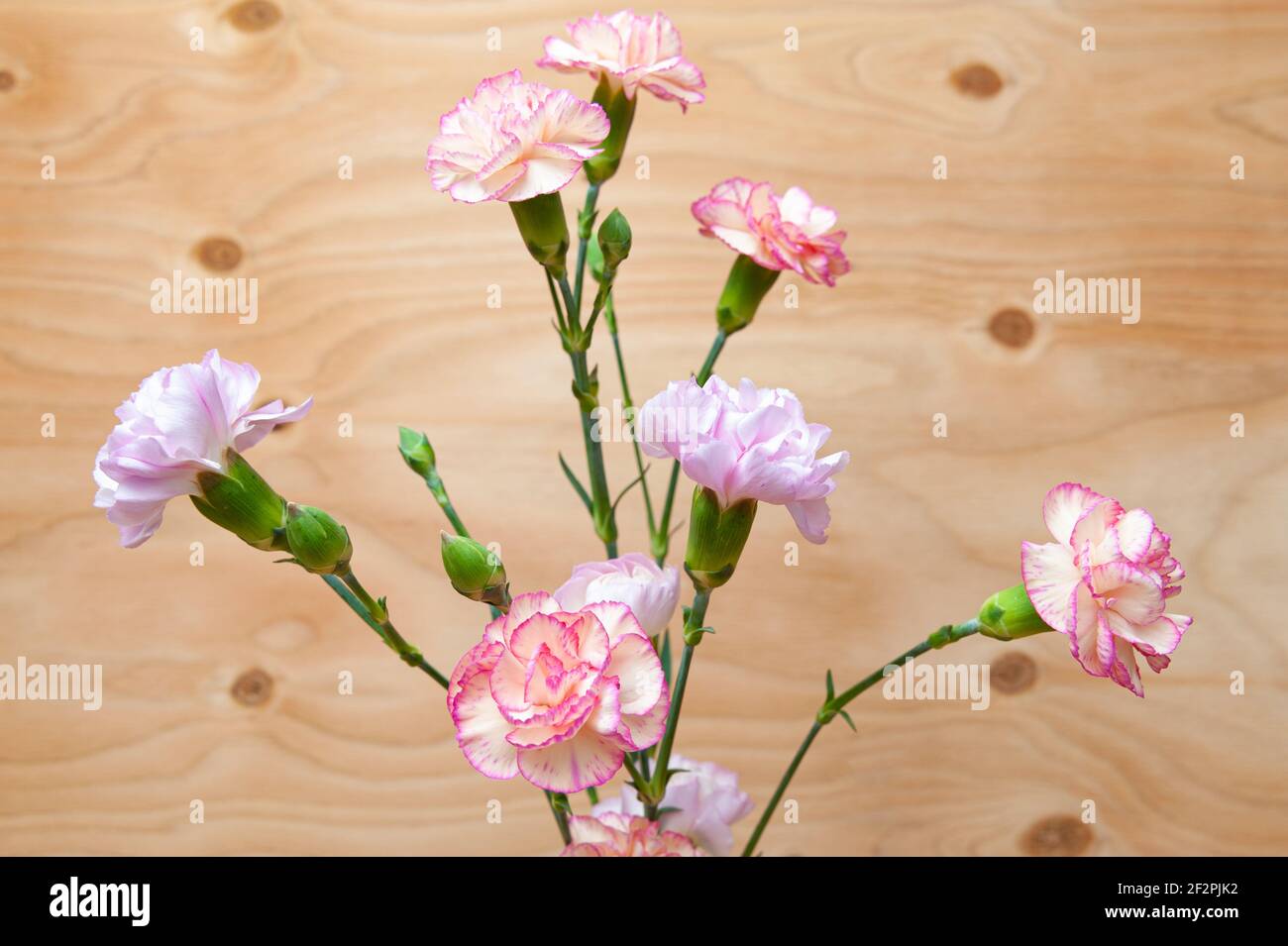 Beautiful Japanese carnation flower arrangement in closeup. Wood background. Copy space Stock