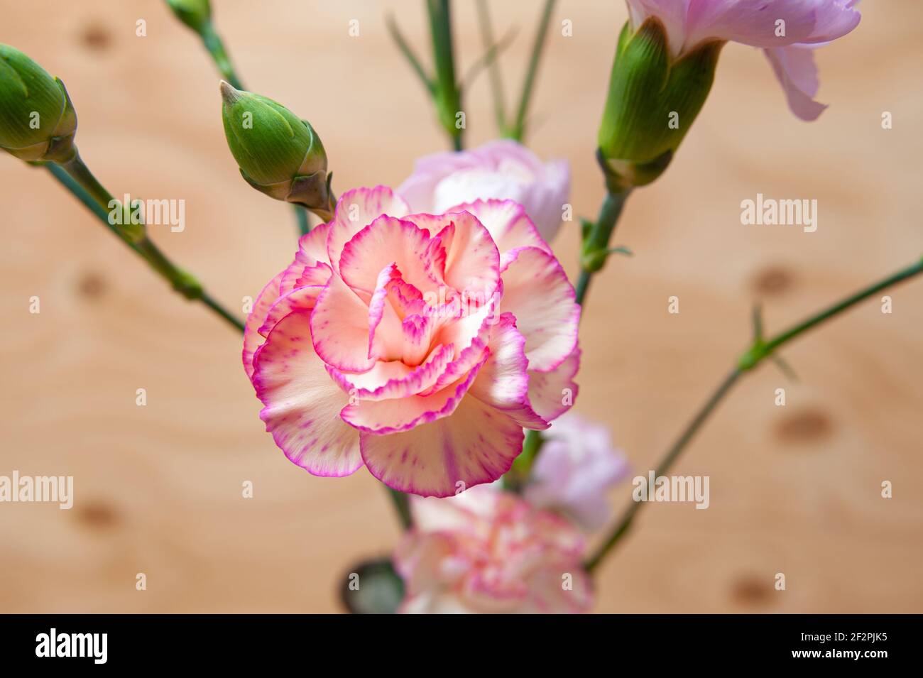 Beautiful Japanese carnation flower with buds in closeup. Wood