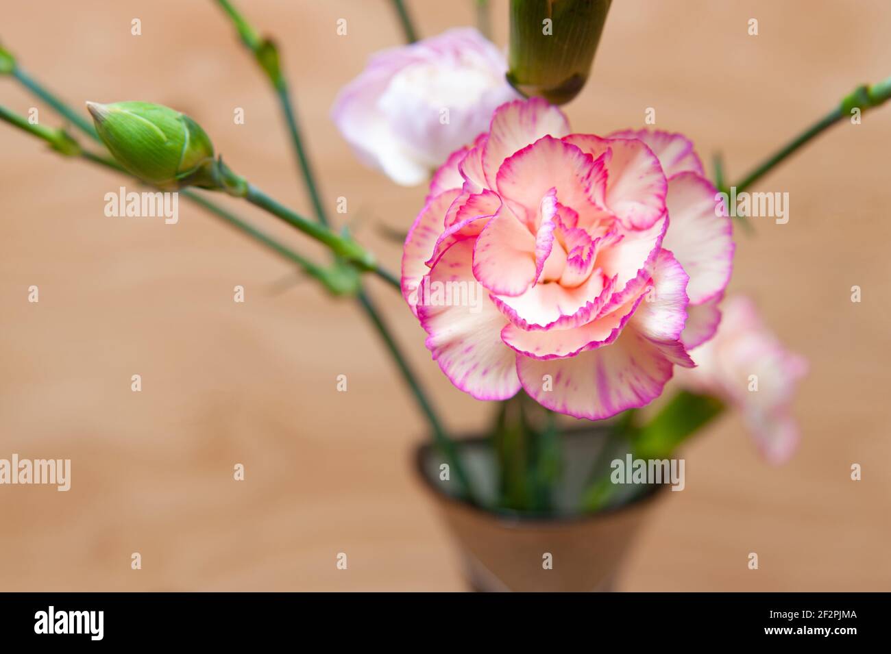 Beautiful Japanese carnation flower with buds in closeup. Wood