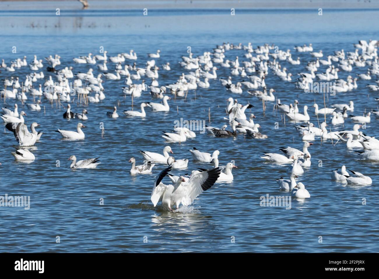 A Snow Goose landing on a pond in the Bosque del Apache National Wildlife Refuge, New Mexico. Stock Photo