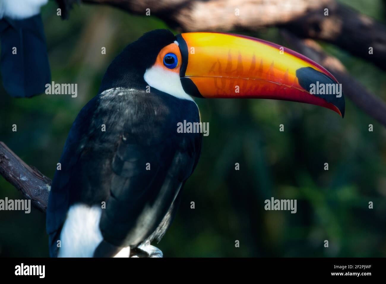 A Toco Toucan, Ramphastos toco, the largest of all toucans and native to Brazil, Bolivia, Argentina, Paraguay, and Peru. Stock Photo