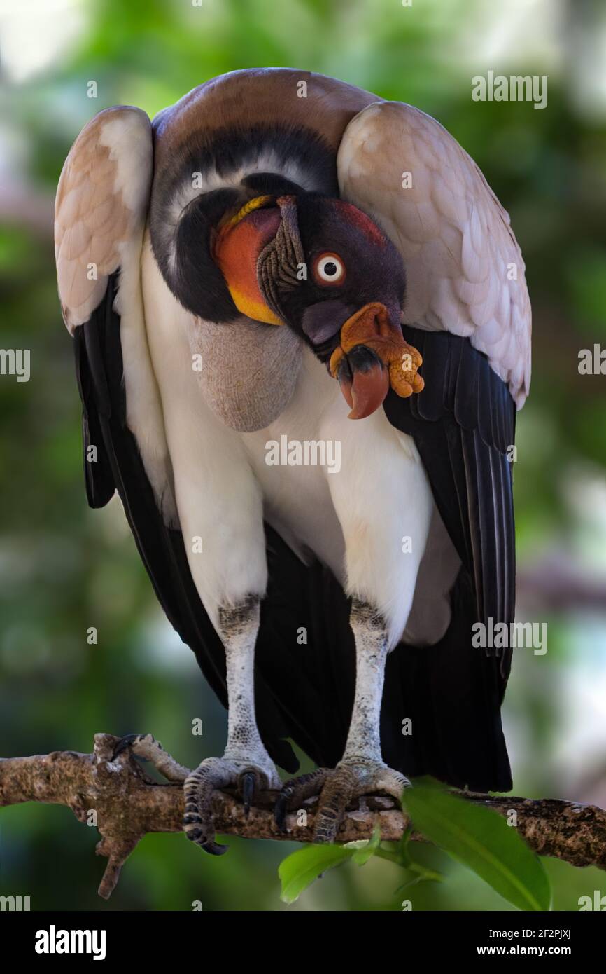 The King Vulture, Sarcoramphus papa, is a large scavenger bird found  througout lowland rainforests of tropical Central and South America.  Paramaribo Stock Photo - Alamy