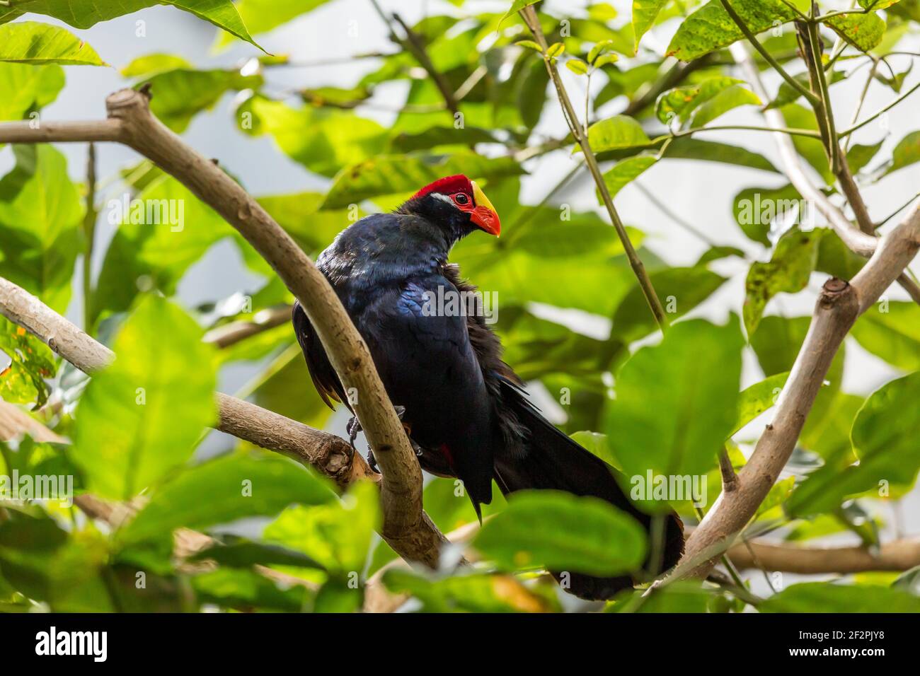 The Violet Turaco or Violaceous Plantain Eater, Musophaga violacea, is