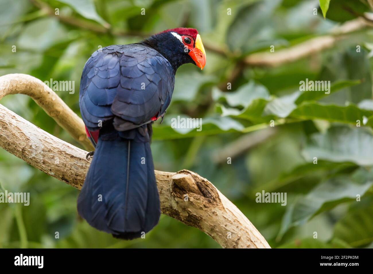 The Violet Turaco or Violaceous Plantain Eater, Musophaga violacea, is