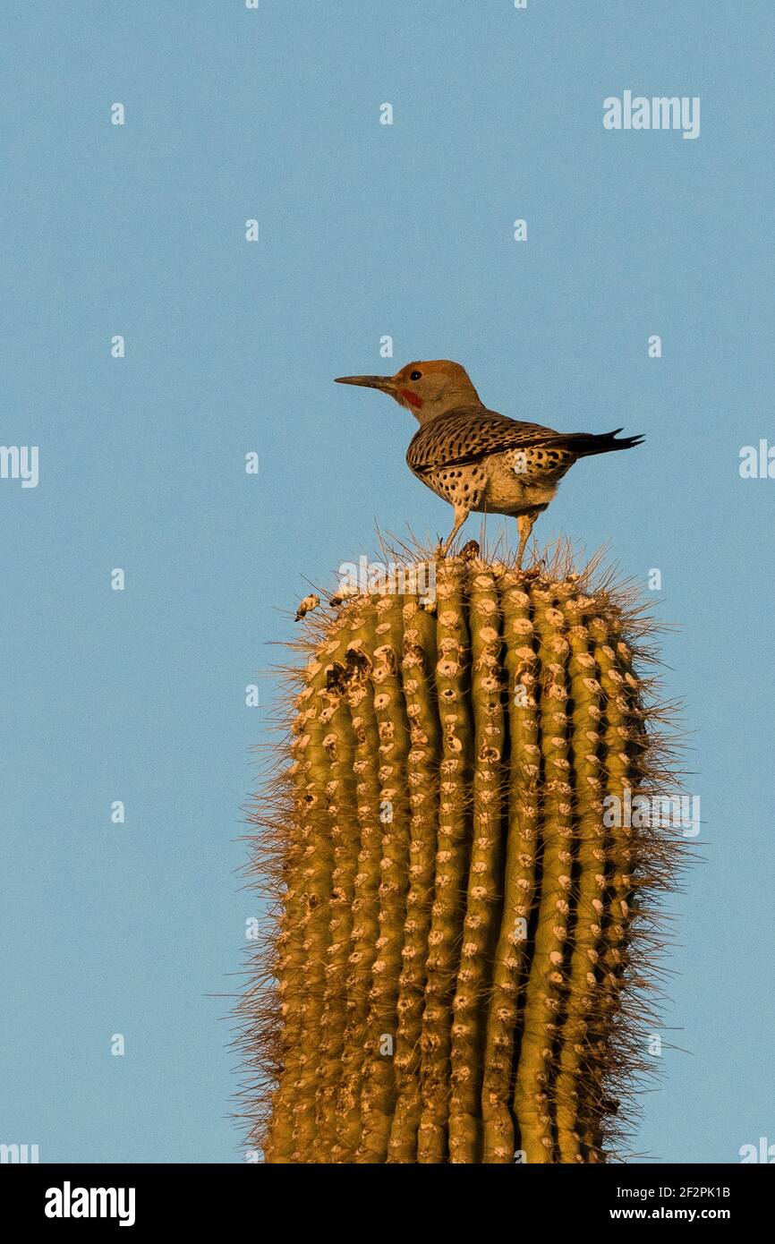 Desert animal eating cactus hi-res stock photography and images - Alamy