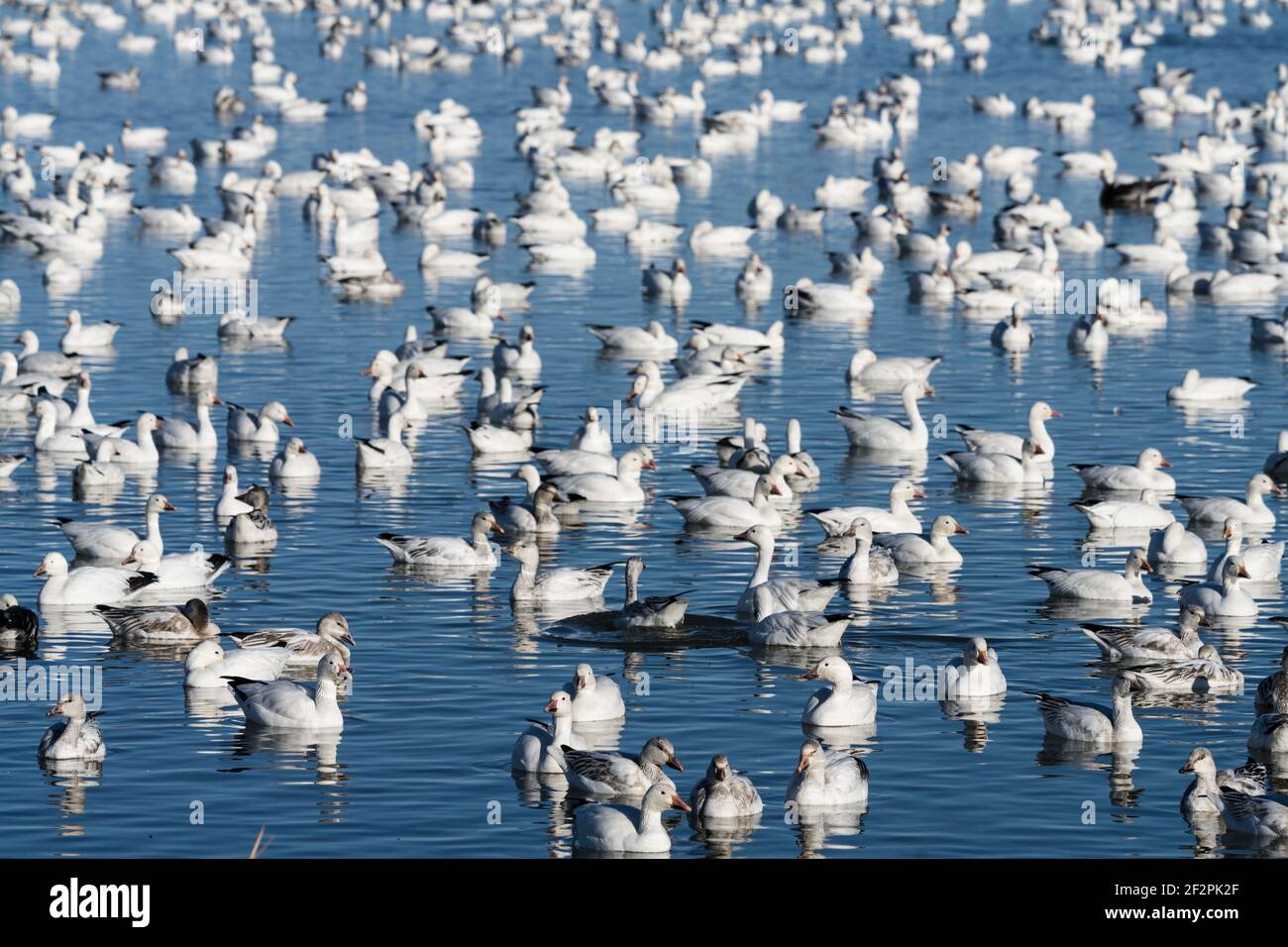 A mixed flock of Snow Geese and Ross's Geese on a pond in the Bosque del Apache National Wildlife Refuge, New Mexico. Stock Photo