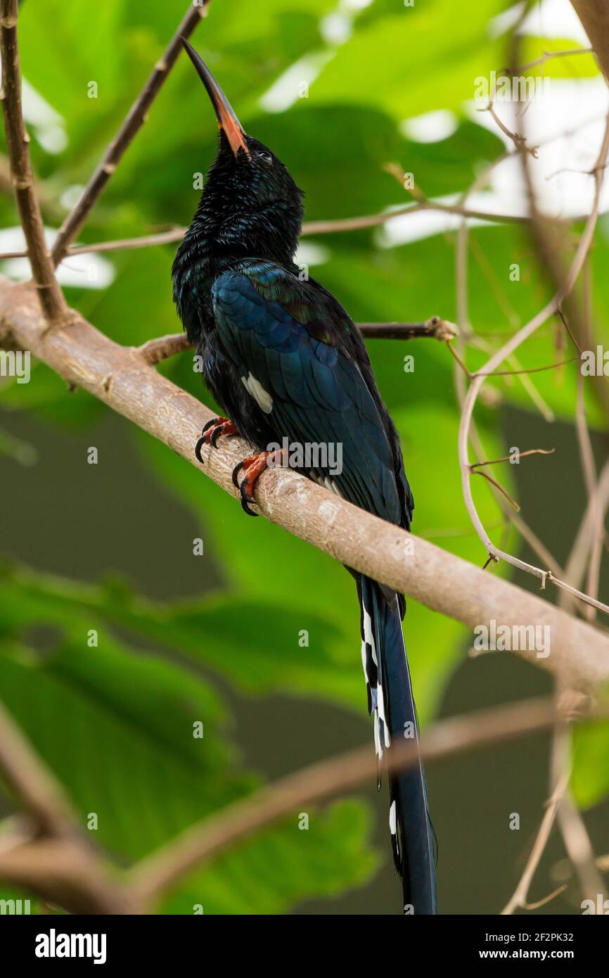 Green Wood Hoopoe, Phoeniculus purpureus, is a common bird in the forests and woodlands of most of Sub-Saharan Africa. Stock Photo