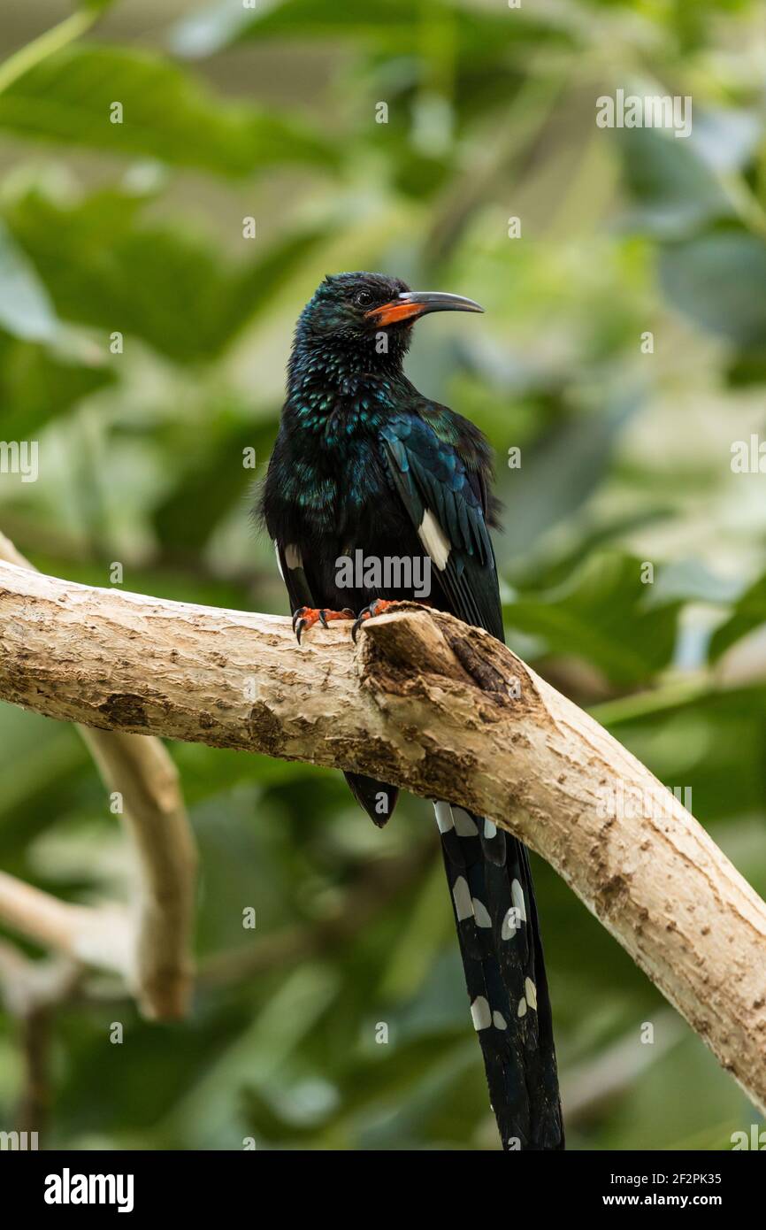 Green Wood Hoopoe, Phoeniculus purpureus, is a common bird in the forests and woodlands of most of Sub-Saharan Africa. Stock Photo
