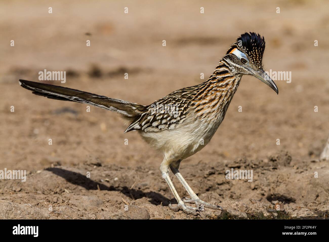 Greater Roadrunner, Geococcyx californianus, is native to the southwestern  United States and Mexico Stock Photo - Alamy
