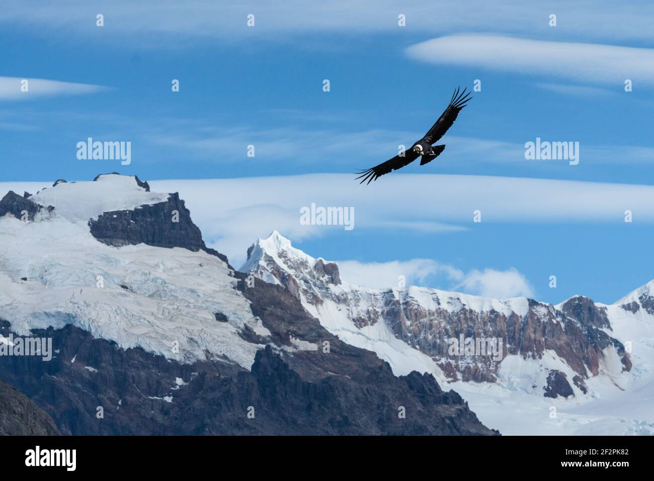 Parque nacional los glaciares condor hi-res stock photography and ...