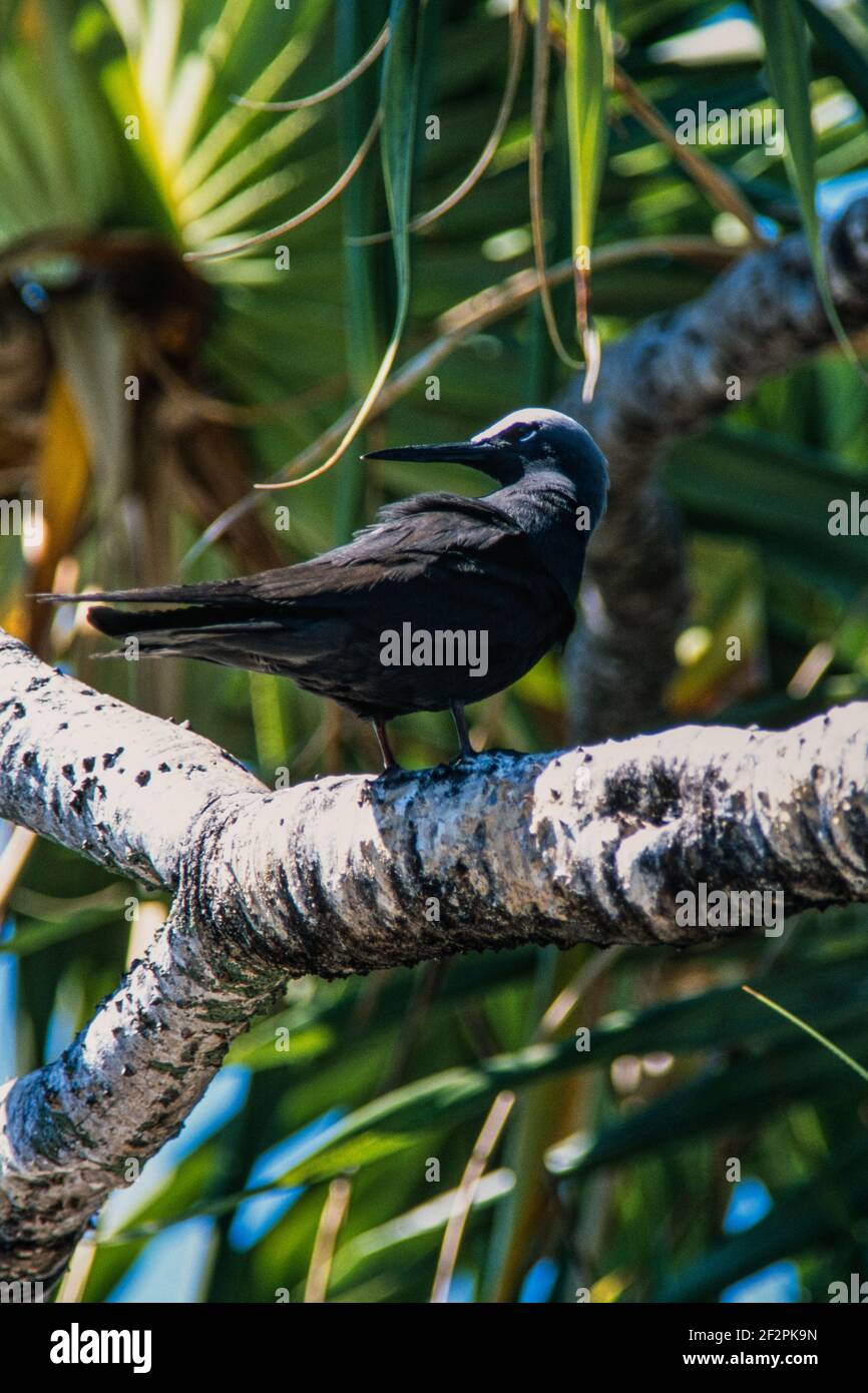 White-capped Noddy or Black Noddy Terns, Anous minutus, nests by the ...