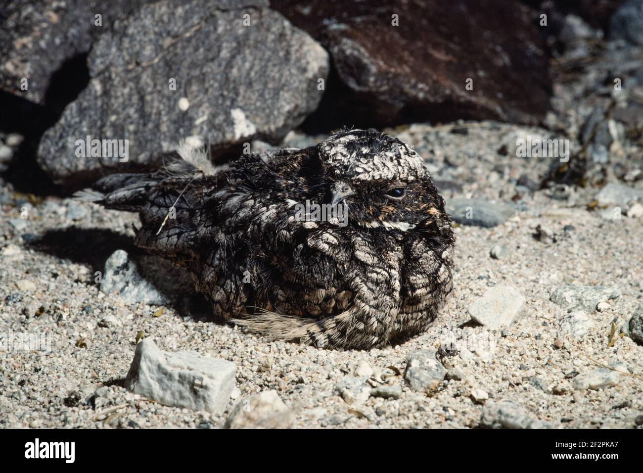 Common Poorwill, Phalaenoptilus nuttallii, is a nocturnal bird of the nightjar family and is native to the western U.S. and Canada as well as Mexico. Stock Photo