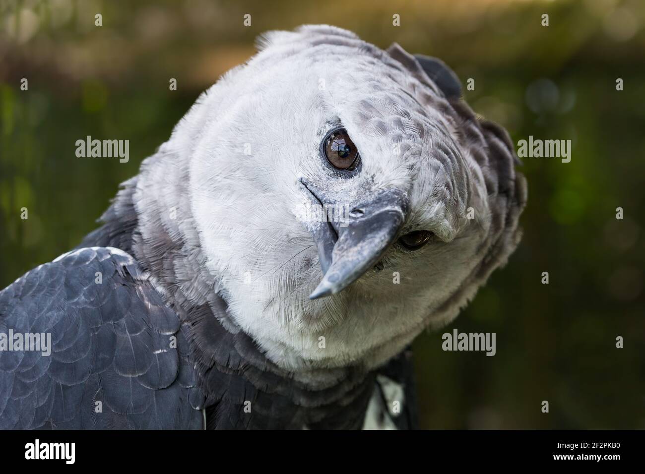 Harpy eagle Harpija, The harpy eagle (Harpia harpyja) is a …