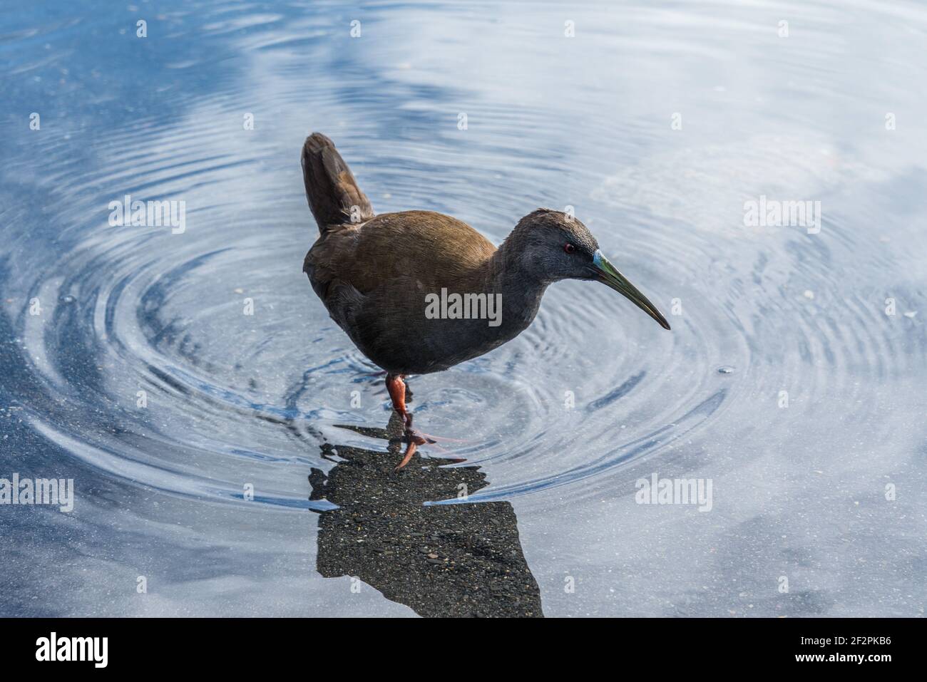 The Plumbeous Rail (Pardirallus sanguinolentus) is a bird in the family Rallidae. Found in Argentina, Bolivia, Brazil, Chile, Ecuador, Paraguay, Peru Stock Photo