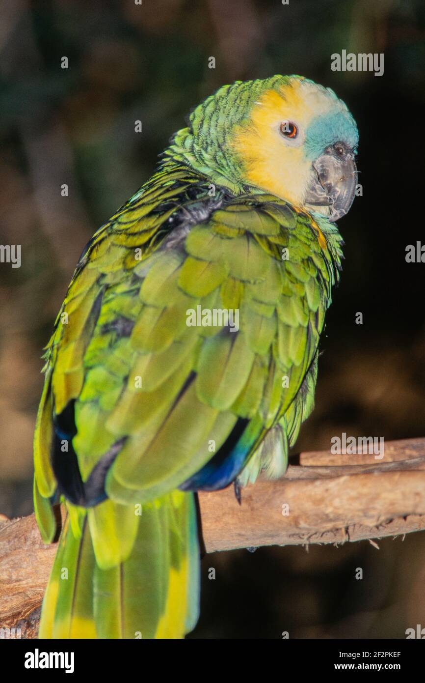 A Bluefronted Amazon parrot,Amazona aestiva, in the Henry Doorly Zoo