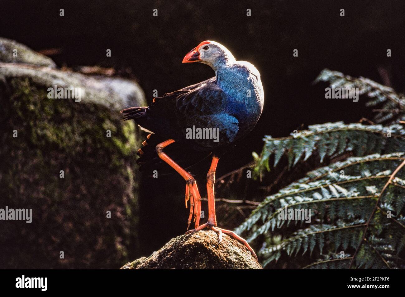 A Grey-headed Swamphen, Porphyrio poliocephalus, in the Jurong Bird Park in Singapore. Stock Photo