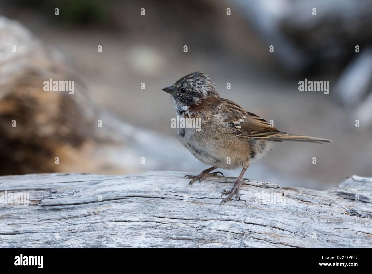The Patagonian Rufous-collared Sparrow or Andean sparrow, Zonotrichia capensis australis, is found near the tip of South America.  Common in both Los Stock Photo