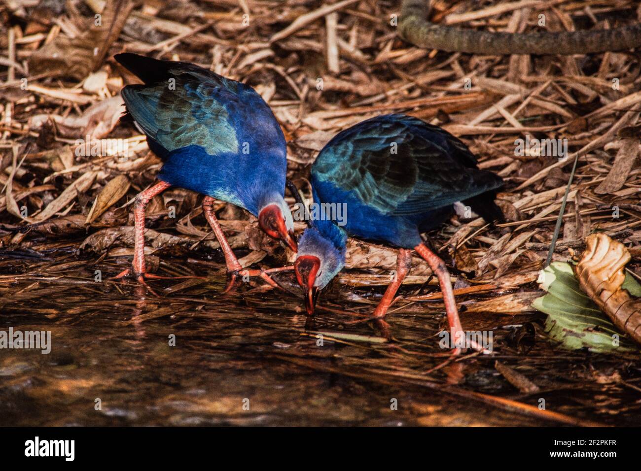 Two Grey-headed Swamphens, Porphyrio poliocephalus, in the Jurong Bird Park in Singapore. Stock Photo