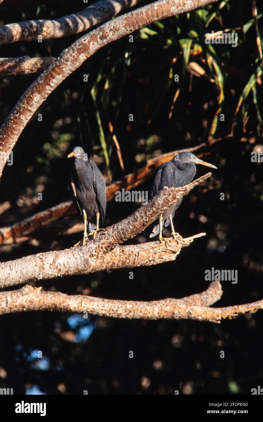 The Eastern Reef Egret or Pacific Reef Heron, Egretta sacra, lives and beeds on Heron Island in the Great Barrier Reef in Australia. Stock Photo