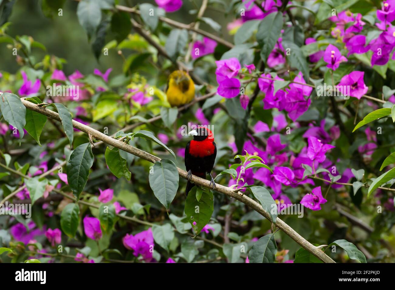 The Crimson-collared Tanager - Ramphocelus sanguinolentus, is found from southeast Mexico to Panama. Stock Photo