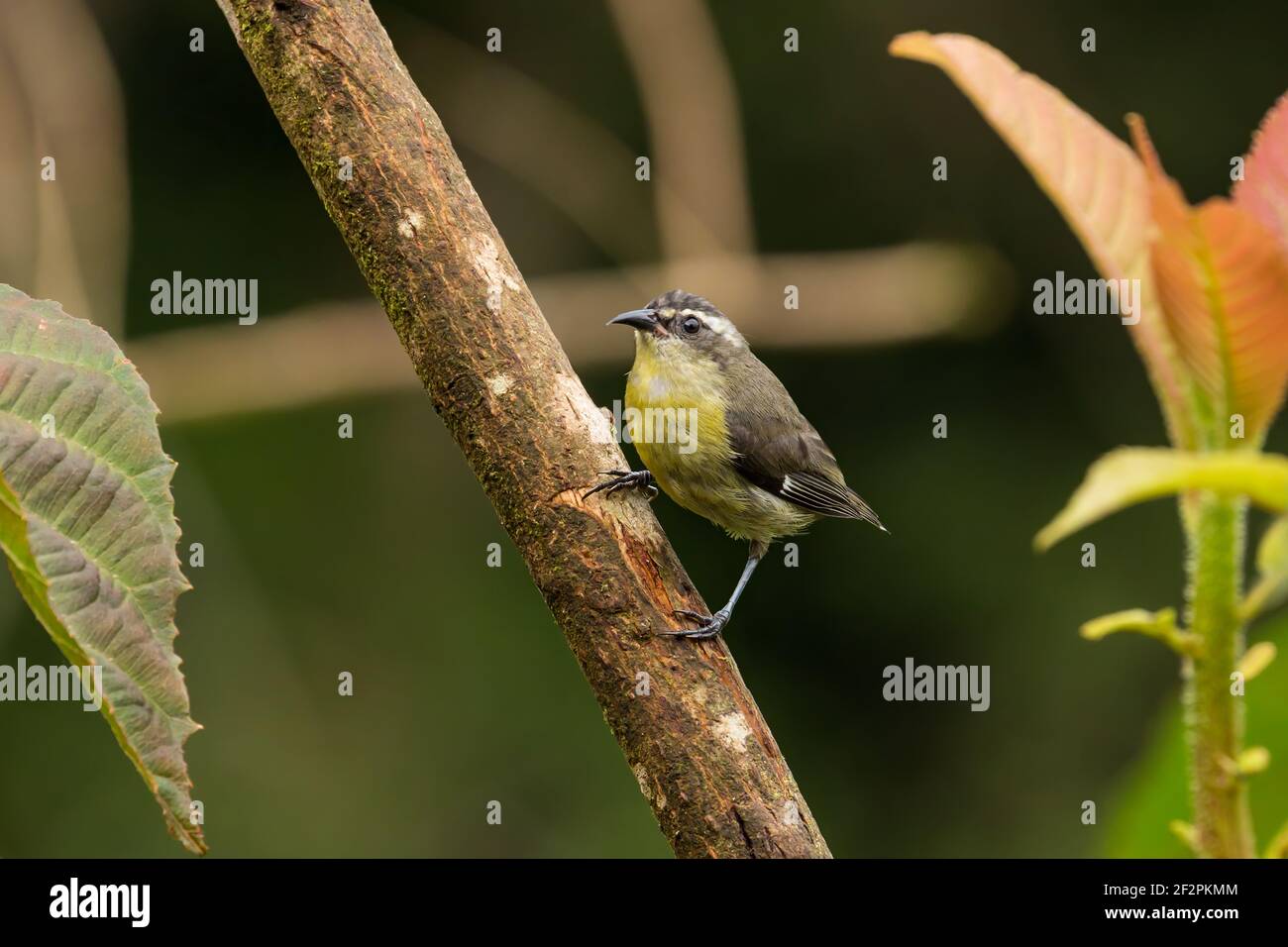 The Bananaquit, Coereba flaveola, is a small, tropical passerine bird that feeds on nectar.  Unlike the hummingbird, however, it cannot hover.  Shown Stock Photo