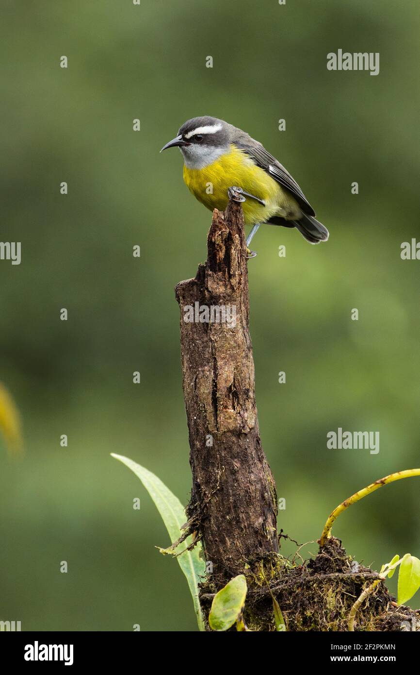 The Bananaquit, Coereba flaveola, is a small, tropical passerine bird that feeds on nectar.  Unlike the hummingbird, however, it cannot hover.  Shown Stock Photo