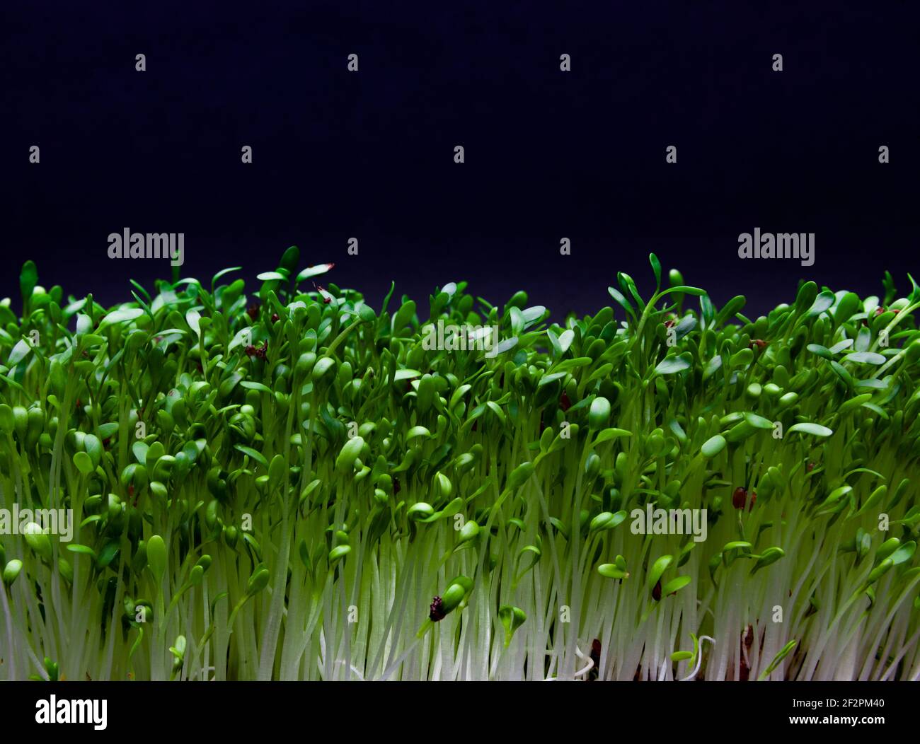 Fresh green garden cress against a black background Stock Photo