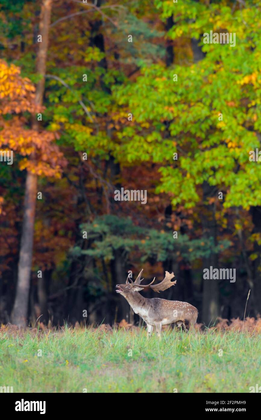 Fallow deer in the rutting season in front of an autumn-discolored oak, October, Hesse, Germany Stock Photo