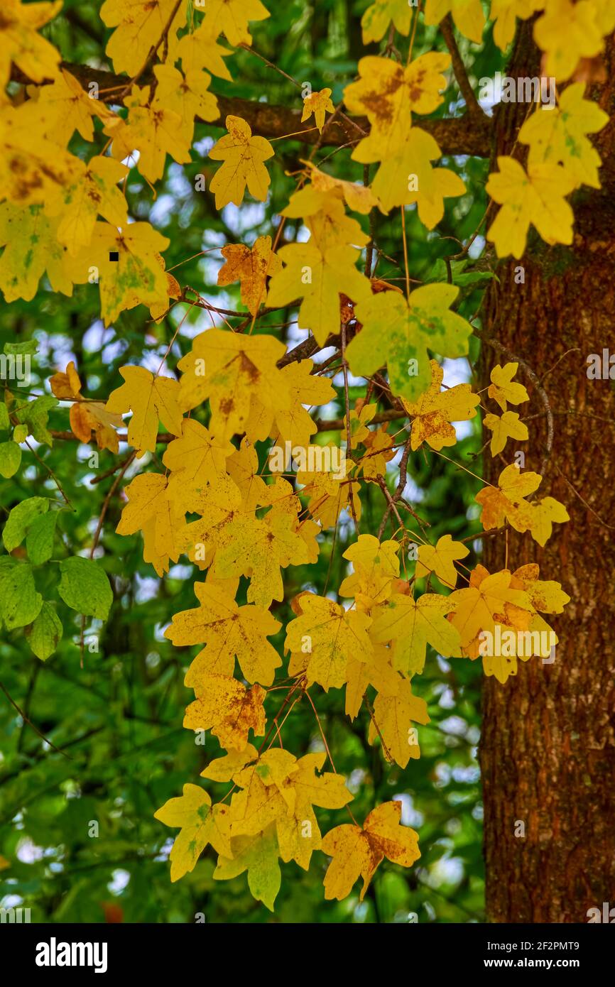End of summer and beginning of autumn in the deciduous forest Stock Photo